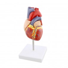 Human Heart Model, Life Size, 4 Parts